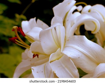 White Lily Flowers In Bloom Outdoors In Summer Rainy Garden