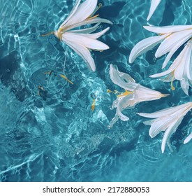 White lily flowers in blue transparent water. Beautiful summer floral composition with sun and shadows. Nature concept. Top view. Selective focus