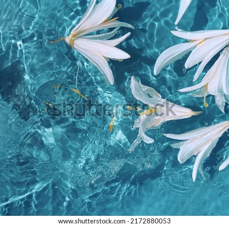 White lily flowers in blue transparent water. Beautiful summer floral composition with sun and shadows. Nature concept. Top view. Selective focus