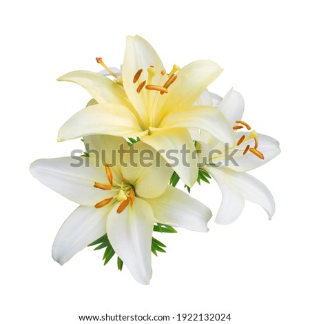 White lily flowers isolated on white background                               