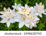 White lily flowers (Latin Lilium candidum) with beautiful petals on a background of green leaves. Flora plants flowers.