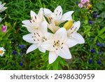 White lily flowers (Latin Lilium candidum) with beautiful petals on a background of green leaves. Flora plants flowers.