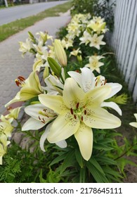 White Lily Flowers In The Yard Near The House.  Flower Bed With White Flowers