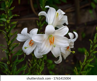 White Lily In The Garden. Lilium Longiflorum