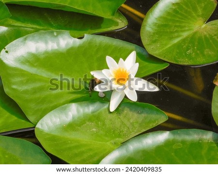 white lily with green heart-shaped leaves floating on water 