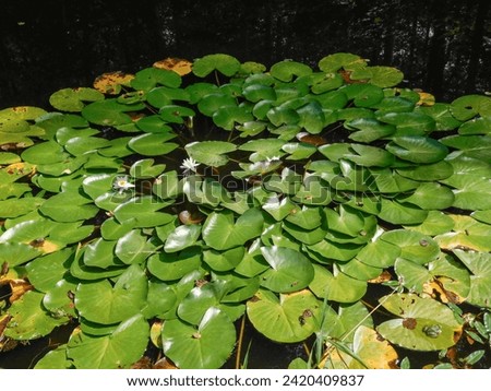 white lily with green heart-shaped leaves floating on water 