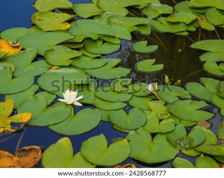 white lily with green heart-shaped leaves floating on water in a pond