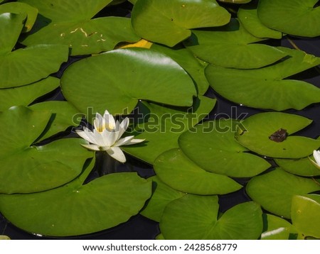 white lily with green heart-shaped leaves floating on water in a pond