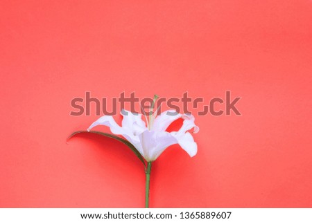 White lily and the inscription love on coral background. Festive decor. Copy space. Close-up, top view.