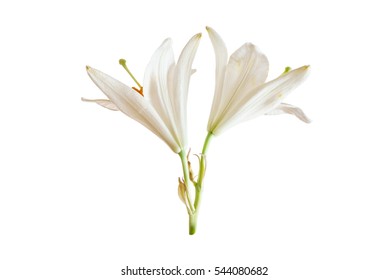 White Lily Isolated