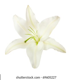 White Lily  Isolated On A White Background