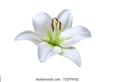 White Lily Isolated On White Background