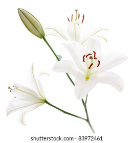 White Lily Isolated On White Background