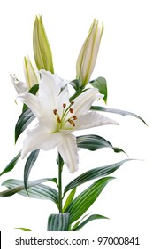 white lily  isolated on white background