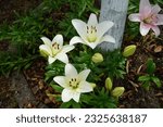 White lily Lilium asiaticum 