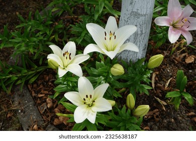 White lily Lilium asiaticum 'Navona' and pink lily Lilium x hybridum 'Algarve' bloom in July in the garden. Lilium, true lilies, is a genus of herbaceous flowering plants growing from bulbs. 