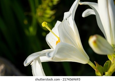 White lily (Lilium candidum) lit by the sun. Close up photo.