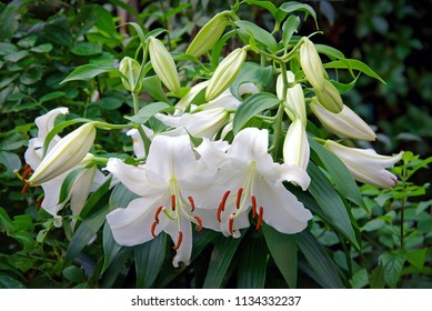 White lily, Lilium 'Casa Blanca' growing in a garden in Japan