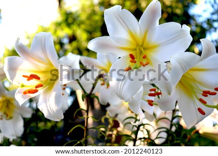 White lily Lilium regaleon a background of green leaves in the summer in the garden. Beautiful floral background. Selective focus