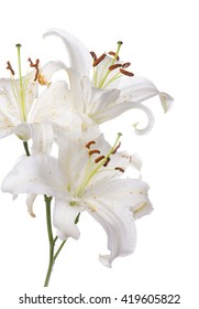 552,878 Lily white background Images, Stock Photos & Vectors | Shutterstock