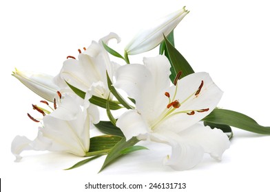 White Lily  On White Background And Buds