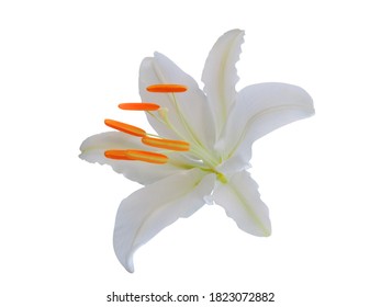 White lily on a white background, Orange pollen