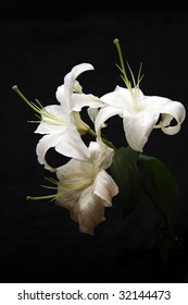 White Lily On Black Background