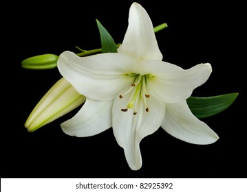 White Lily On A Black Background