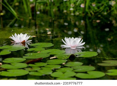 White lily on the lake