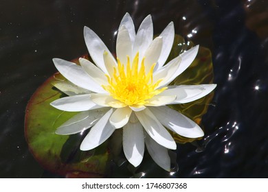 Lily Pads With White Flower Images Stock Photos Vectors Shutterstock