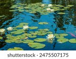 White Lily Pad Flowers Nymphaeaceae Koi Pond Water Lilies Aquatic Plants Marine Flora Lotus Flower Gathering Place