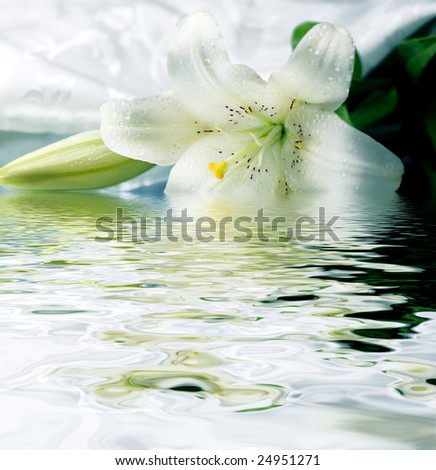 White lily reflected in the water