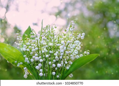 White Lily Of The Valley Flowers Close Up On Green Natural Background. Romantic Symbol Of Spring Season. Lily Of The Valley Day In France, 1 May 