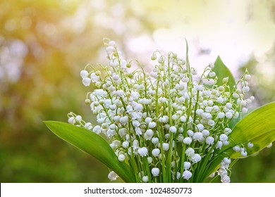 White Lily Of The Valley Flowers Close Up On Green Natural Background. Romantic Symbol Of Spring Season. Lily Of The Valley Day In France, 1 May 