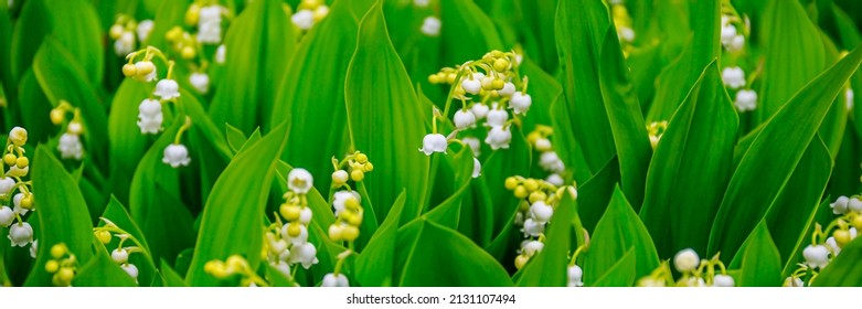 White Lily of the valley (Lily-of-the-valley) small fragrant flowers in green leaves. Banner. Convallaria majalis  woodland flowering plant. - Shutterstock ID 2131107494
