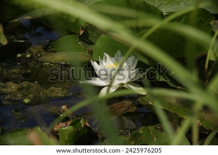 white lilypad on a lake