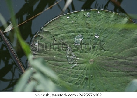 white lilypad on a lake
