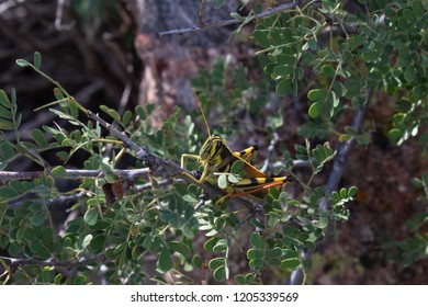 A White Lined Bird Grasshopper On A Cats Claw Acacia On The Side Of The Pima Canyon Hiking Trail In The Catalina Mountains North Of Tucson, Arizona. Rock Background And Green Foliage. October 2018.