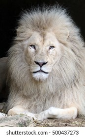 White Lion