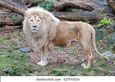 White Lion