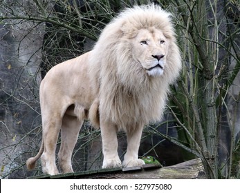 white lion images