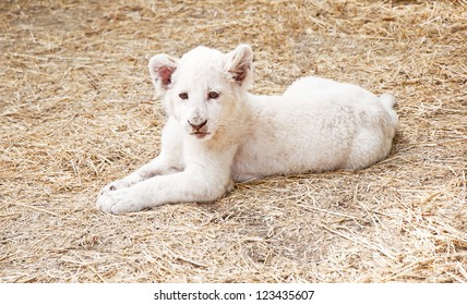 White Lion Cub