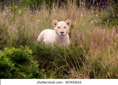 White Lion Cub