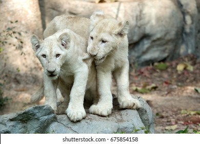 White Lion Cub.