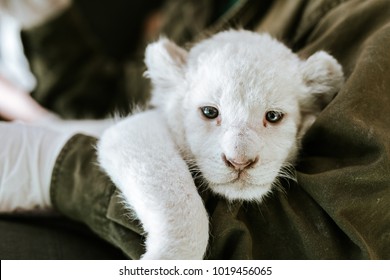 8 856 Lion Blanc Bebe Stock Photos Images Photography Shutterstock