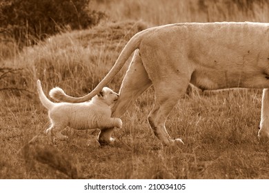 white mom lion