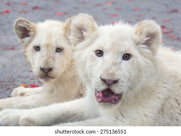 Lion Blanc Bebe Photos Et Images De Stock Shutterstock