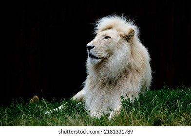 White lion looking left on dark background