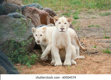 White Lion (P. Leo) Cubs