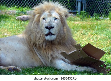 White Lion Rare Color Mutation Lion Stock Photo 1455432914 | Shutterstock